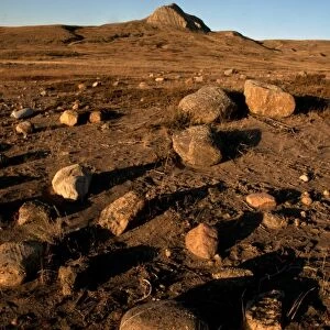 Rocks in shortgrass prairie habitat, West Bloc, Grasslands N. P. Southern Saskatchewan, Canada, october