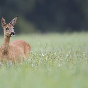 Roe Deer (Capreolus capreolus) doe, standing in grassy field, Netherlands, august
