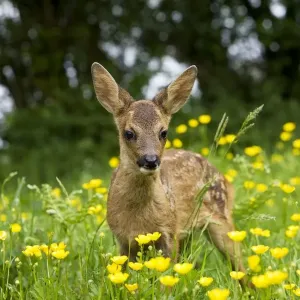 Roe Deer Fawn Print, Normandy Wildflowers Roe Deer Fawn Print, Normandy Wildflowers