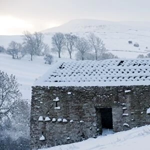 Roofless stone field barn covered in snow, Cumbria, England, december