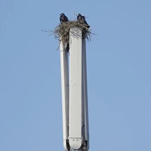 Rook (Corvus frugilegus) adult pair, nesting on mobile phone mast, Essex, England