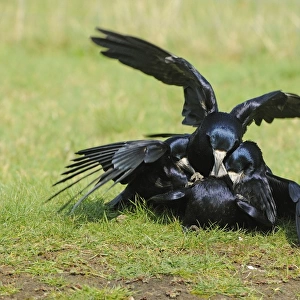 Rook (Corvus frugilegus) adults, several males attempting to mate with female, Oxfordshire, England, march