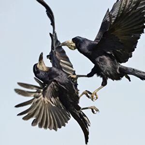 Rook (Corvus frugilegus) two adults, in flight, fighting in mid-air, Oxfordshire, England, March