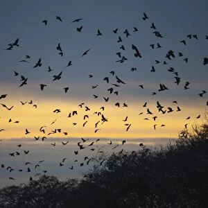 Rook (Corvus frugilegus) flock, in flight, arriving at roost, silhouetted at sunset, Buckenham, Yare Valley, The Broads, Norfolk, England, december