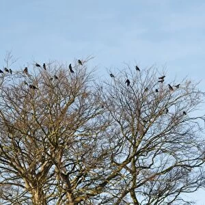 Rook (Corvus frugilegus) flock, roosting on bare trees, North Yorkshire, England, December