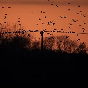 Rook (Corvus frugilegus) and Jackdaw (Corvus monedula) mixed flock, in flight and perched on overhead wires