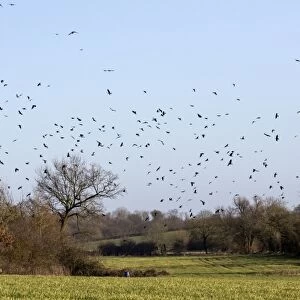 Rooks (Corvus frugilegus) winter flock, in flight over Suffolk farmland