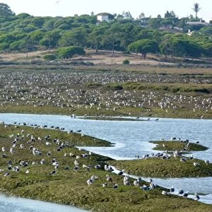 Roosting gulls including Yellow legged at Ria Formosa Nature park, Quinta do Lago, Portugal