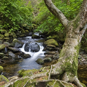 Roots of tree and woodland stream, near Torc Waterfall, Owengarriff River, Killarney N. P