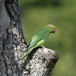 Rose-ringed Parakeet (Psittacula krameri manillensis) adult female, perched at nesthole entrance in tree trunk