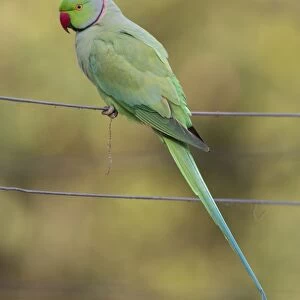 Rose-ringed Parakeet (Psittacula krameri) adult male, perched on wire, Keoladeo Ghana N. P