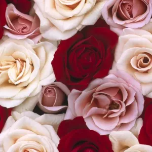 Close-up Print of Multicolored Roses Close-up Print of Multicolored Roses