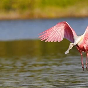 Roseate Spoonbill (Ajaia ajaja) adult, in flight, landing on water, Everglades, Florida, U. S. A. February