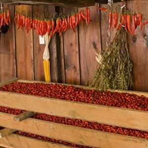 Rosehips, collected for drying for use in herbal tea and jams, with maize and chilli peppers, in old Saxon village