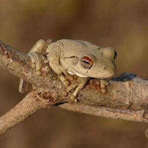 Roths Frog (Litoria rothii) adult, sitting on branch, Western Australia, Australia, september