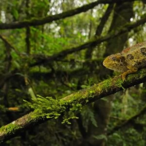 Rough Chameleon (Trioceros rudis) adult, on branch in montane rainforest habitat, Nyungwe Forest N. P. Rwanda