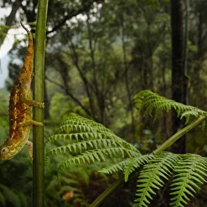 Rough Chameleon (Trioceros rudis) adult, on stem in montane rainforest habitat, Nyungwe Forest N. P. Rwanda, december
