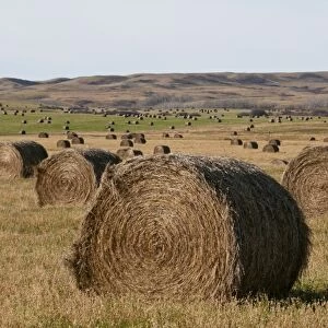 Round bales of hay on prairie, Southern Saskatchewan, Canada, october