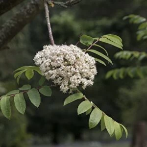 Rowan or Mountain Ash leaf and flower