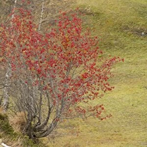 Rowan (Sorbus aucuparia) habit, in fruit, Swiss Alps, Switzerland, October