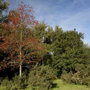 Rowan (Sorbus aucuparia) habit, in fruit, New Forest, Hampshire, England, October