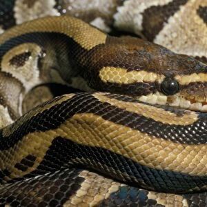 Royal Python (Python reglus)