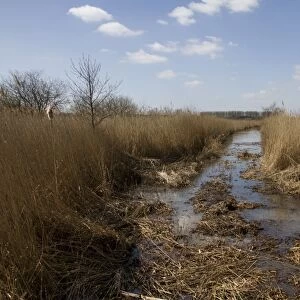 RSPB Minsmere has the third largest area of reed beds in the UK, this stretch shows newly cleared dyke