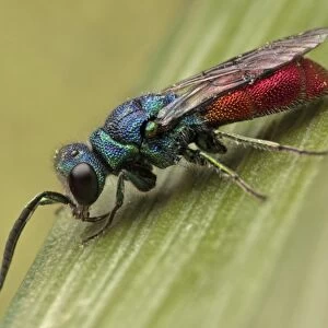 Ruby-tailed Wasp (Chrysis ignita) adult, Leicestershire, England, may