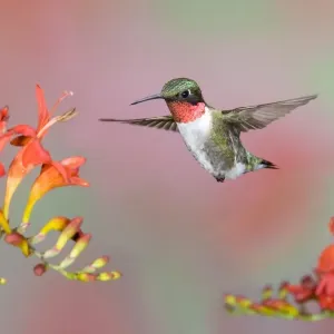 Ruby-throated Hummingbird in Flight Print Ruby-throated Hummingbird in Flight Print