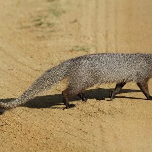 Ruddy Mongoose (Herpestes smithii zeylandicus) adult, walking across dirt track, Udalawawe N. P. Sri Lanka, February