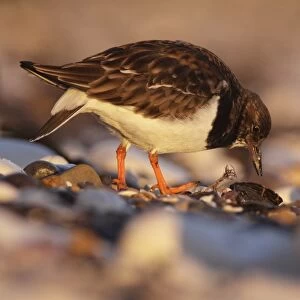 Ruddy Turnstone (Arenaria interpres) adult, non-breeding plumage, foraging for bivalves on rocky beach, East Yorkshire