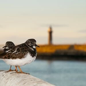 Ruddy Turnstone (Arenaria interpres) adult pair, moulting into breeding plumage, standing on harbour wall at sunset