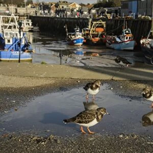 Ruddy Turnstone (Arenaria interpres) adults, non-breeding plumage, standing in puddle on quay, Whitstable Harbour