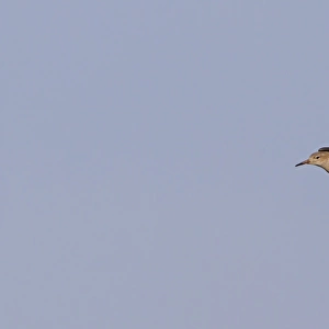 Ruff (Philomachus pugnax) adult male, winter plumage, in flight, Norfolk, England, january