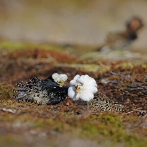 Ruff (Philomachus pugnax) adult males, breeding plumage, displaying to female at lek, Varanger, Norway, may