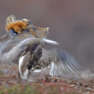 Ruff (Philomachus pugnax) two adult males, breeding plumage, territorial forms fighting at lek, blurred movement