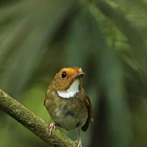 Rufous-browed Flycatcher (Anthipes solitaris submoniliger) adult, perched on twig, Kaeng Krachan N. P. Thailand, May
