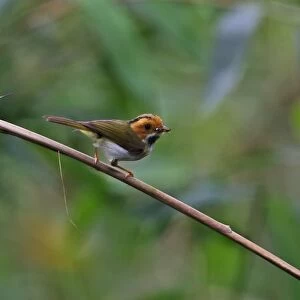 Rufous-faced Warbler (Abroscopus albogularis fulvifacies) adult, with food in beak, perched on stem