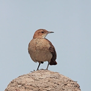 Rufous Hornero (Furnarius rufus) adult, perched on mud oven nest, Buenos Aires Province, Argentina, november