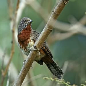 Rufous-necked Wryneck (Jynx ruficollis) adult, perched on branch, Awassa, Great Rift Valley, Ethiopia