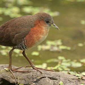 Rufous-sided Crake (Laterallus melanophaius) adult, standing at edge of water, Vicente Lopez, Buenos Aires Province, Argentina, october