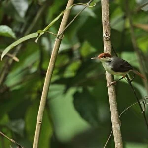 Rufous-tailed Tailorbird (Orthotomus sericeus hesperius) adult, perched on stem, Way Kambas N. P