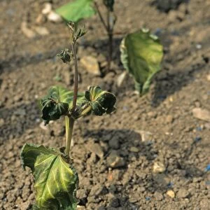 Runner Bean (Phaseolus coccineus) seedlings, damaged by late frost, West Sussex, England, may