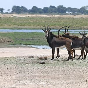 Sable Antelope (Hippotragus niger) adult females, herd standing near waterhole, Chobe N. P. Botswana