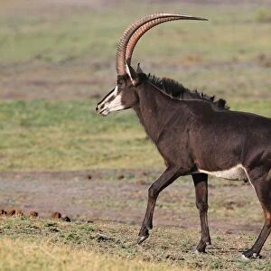 Sable Antelope (Hippotragus niger) adult male, walking on open ground, Chobe N. P. Botswana