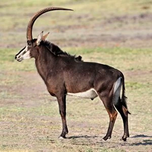 Sable Antelope (Hippotragus niger) adult male, standing on open ground, Chobe N. P. Botswana
