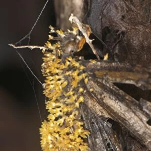 Sac Fungus (Cordyceps sp. ) fruiting bodies, emerging from dead parasitized butterfly, Manu Road, Departemento Cuzco