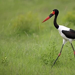Saddle-billed Stork (Ephippiorhynchus senegalensis) adult female, walking in grass, Sabi Sabi Game Reserve, Kruger N. P. South Africa