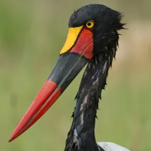 Saddle-billed Stork Adult Female Print Saddle-billed Stork Adult Female Print