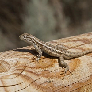 Sagebrush Lizard, male, Utah America